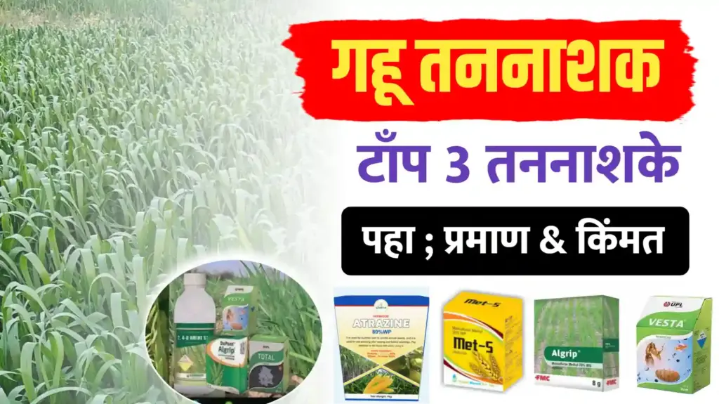 गहू तननाशक ; या तननाशकाने एकही गवत राहनार नाही.. जबरदस्त रिझल्ट