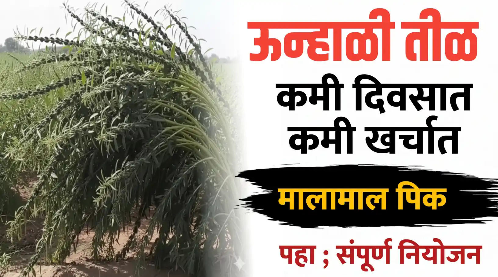 उन्हाळी तीळ ; कमी दिवसात मिळेल भरघोस उत्पादन..मालामाल पिक