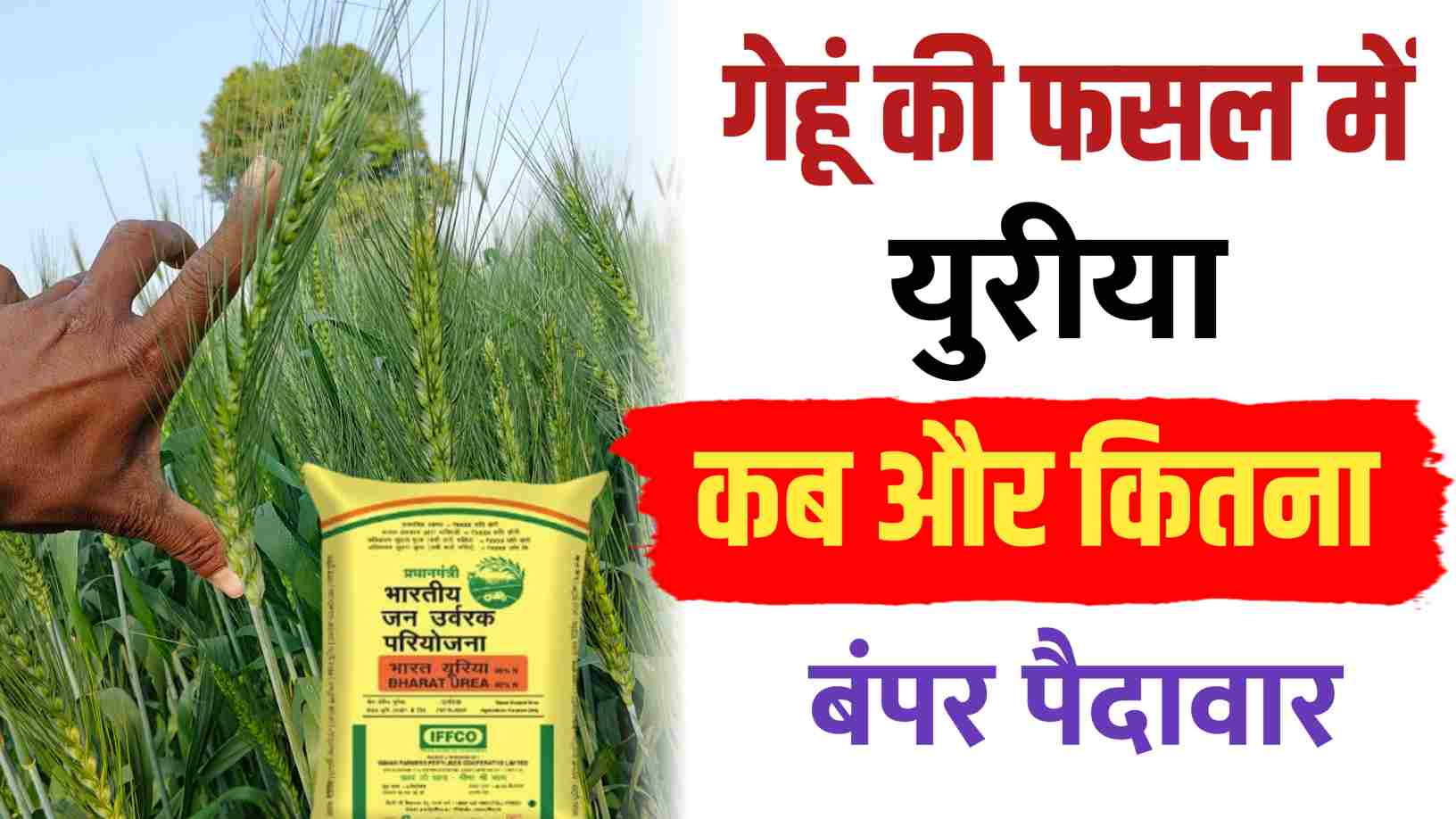 गेहू मे युरीया कब ओर कितना दें..जाने सही मात्रा